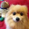 「ひな」ポメ推定７～８歳♀ サムネイル2