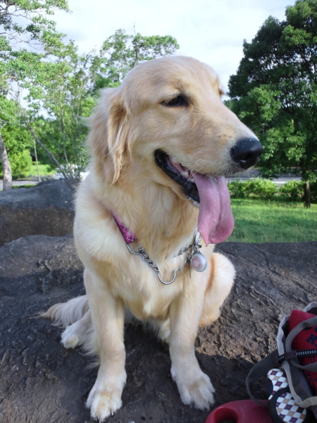 ゴールデンレトリバー1歳 茨城県 犬の里親募集 ペットのおうち 月間利用者150万人 ゴールデンレトリバー1歳 茨城県 犬の里親募集 ペットのおうち 月間利用者150万人