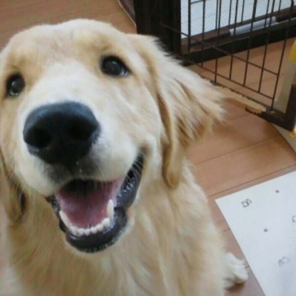 ゴールデンレトリバー1歳 茨城県 犬の里親募集 ペットのおうち 月間利用者150万人 ゴールデンレトリバー1歳 茨城県 犬の里親募集 ペットのおうち 月間利用者150万人