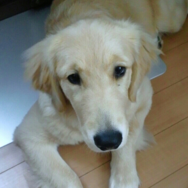 ゴールデンレトリバー1歳 茨城県 犬の里親募集 ペットのおうち 月間利用者150万人 ゴールデンレトリバー1歳 茨城県 犬の里親募集 ペットのおうち 月間利用者150万人