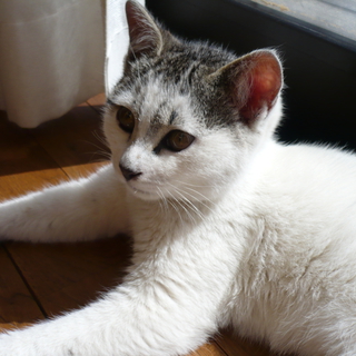 白玉、和柄子猫♪