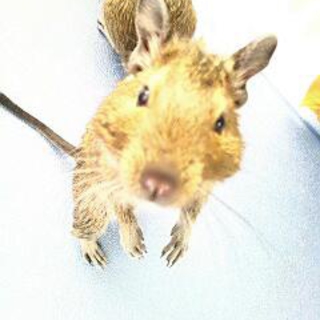 3か月のデグーの里親募集