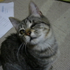 可愛い仔猫の里親様募集☆ サムネイル2