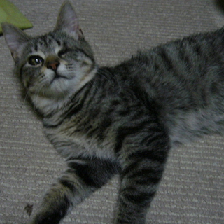 可愛い仔猫の里親様募集☆