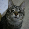 可愛い仔猫の里親様募集☆ サムネイル3