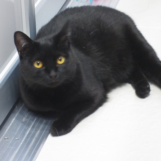 まんまる黒猫