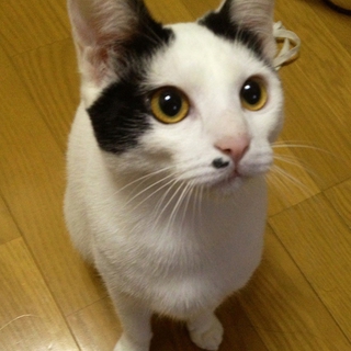 ホクロ模様が可愛い11ヶ月の女の子です