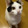 ホクロ模様が可愛い11ヶ月の女の子です サムネイル1