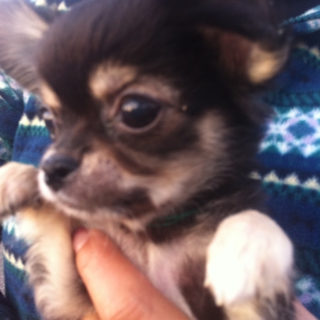 チワワの子犬　ギネス君