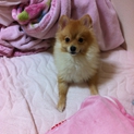 ふわふわポメラニアンちゃん