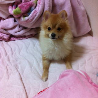 ふわふわポメラニアンちゃん