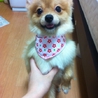 ふわふわポメラニアンちゃん サムネイル2