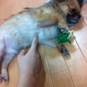 キュートなチワワくん
