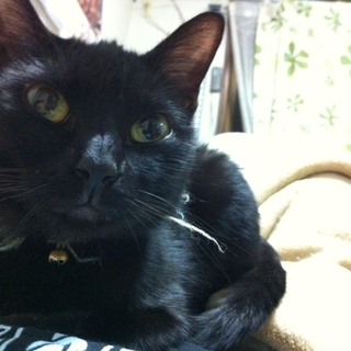 黒猫