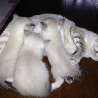 里親が決まりました！ありがとうございました！