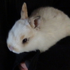 ミニウサギの赤ちゃん急募です サムネイル2