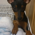 ☆1歳ミニチュアピンシャー男の子☆