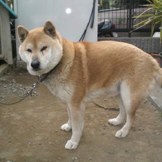 血統書付の柴成犬を可愛いがって