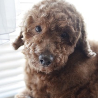 トイプードル　コナン君