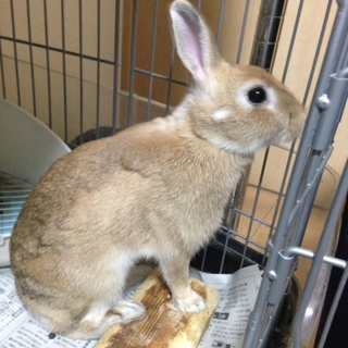 うさぎ里親募集‼