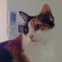 おっとり三毛猫お嬢様
