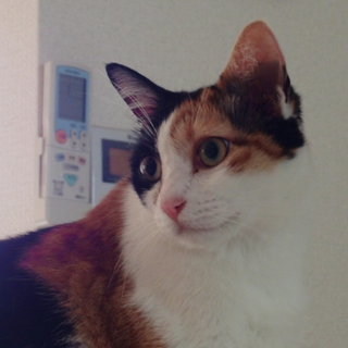 おっとり三毛猫お嬢様