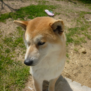 柴犬の里親になってくれる人募集