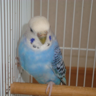 セキセイインコ　　2羽　里親募集いたします
