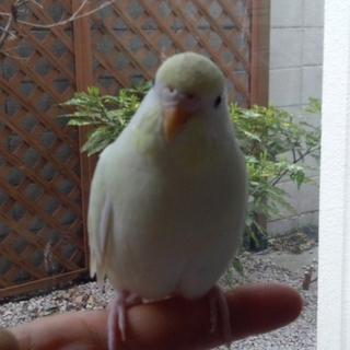 セキセイインコ 生後半年