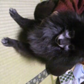 里親募集