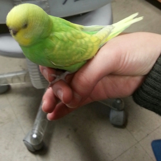 かわいいセキセイインコ(雄)です