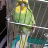 かわいいセキセイインコ(雄)です サムネイル2
