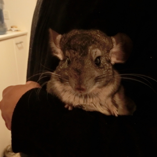 小動物♪チンチラ　里親様募集中