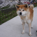 穏やかな性格の秋田犬男の子です