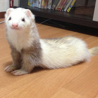 フェレット二匹の里親様募集。
