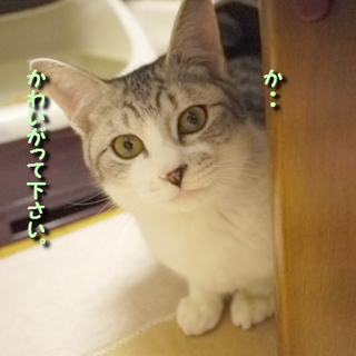 マザコン男子（笑）甘えたで可愛いです♪～生後７ヶ月