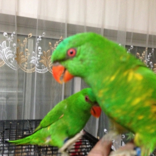 ●コセイガイインコ●兄弟２匹の里親探しています。