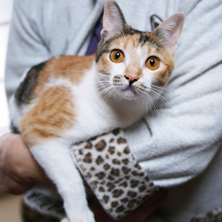 全く物怖じしない三毛猫さん