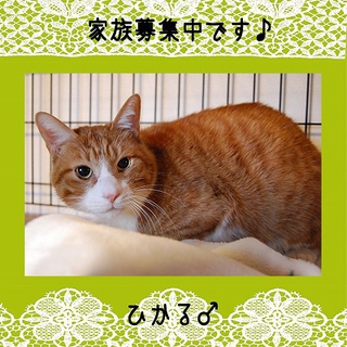 オレンジ系タキシード男子ひかるくん
