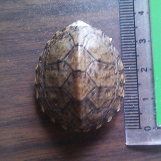 カブトニオイガメ