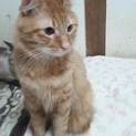 里親様を募集いたします