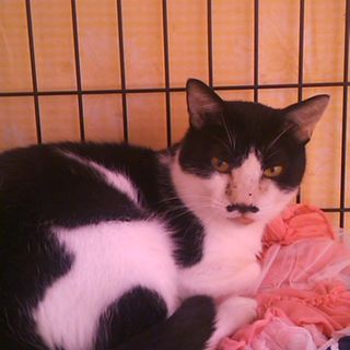 白黒ねこ♪