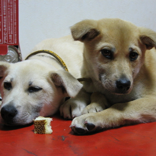 雑種の子犬、兄弟二匹の里親様を募集しています