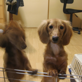 元気な犬が飼いたい里親募集中！！