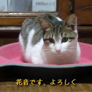 仲良し姉妹の花音ちゃん・あやめちゃん