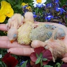 ボタンインコの雛の里親募集 サムネイル2