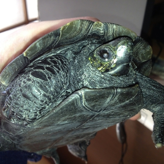 クサガメです