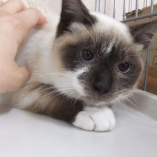 ♪♪たぬき顔のシャムちゃんです♪♪