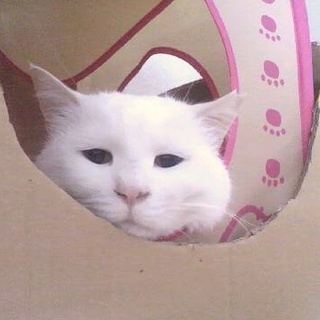 真っ白いいお顔ニッチョ♂