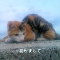 甘えん坊で気まぐれにゃんこ